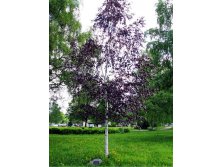    (Betula pendula Purpurea) 7,5 900..jpg