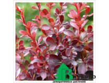      (Berberis thunbergii Dart's Red Lady) 2 130.jpg