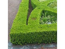   (Buxus sempervirens) 150.jpg