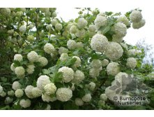  &#171;&#187; (Viburnum opulus &#171;Roseum&#187; ) 120.jpg