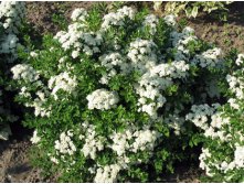   (Spiraea betulifolia) 100.jpg