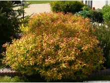   &#171; &#187; (Spiraea bumaldii &#171;Gold Flame&#187;) 100.jpg