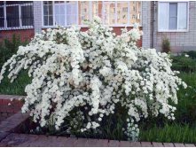   (Spiraea vanhouttei) 100.jpg