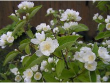  &#171;&#187; (Philadelphus &#171;Alabaster&#187;) 100.jpg