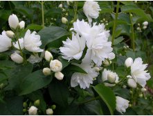  &#171;&#187; (Philadelphus &#171;Girandole&#187;) 100.jpg