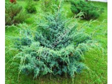    &#171; &#187; (Juniperus chinensis Blue Alps) 350.jpg