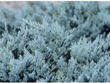    &#171; &#187; 3 (Juniperus horizontalis Blue Chip) 350.JPG