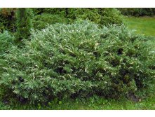     &#171;&#187; (Juniperus sabina Variegata) 1000.jpg