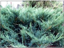   &#171; &#187; (Juniperus sabina Blue Danube) 300.jpg