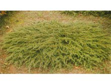   &#171;&#187; (Juniperus communis &#171;Repanda&#187;) 300.jpg