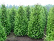   &#171;&#187; (Thuja occidentalis &#171;Brabant&#187;) 300.jpg