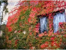    (Parthenocissus quinquefolia) 100.jpg