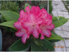 Rhododendron Yakushimanum Leuchtfeuer   