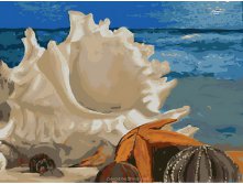 735-АС. Морская ракушка.jpg
