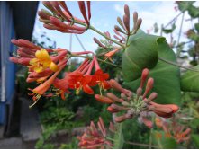     'Dropmore Scarlet'