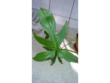   Philodendron laciniatum-    ....