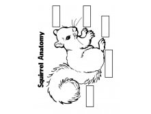 squirrel_complete-14.jpg