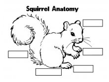 squirrel_complete-14.jpg