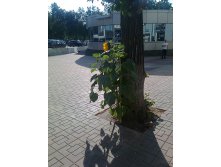 метро Горьковская, подсолнухи.jpg