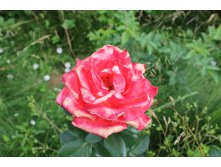IMG_2575.JPG