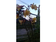 Лилия ГОЛДЕН СПЛЕНДОР