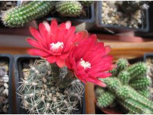 gymnocalycium baldianum 1