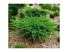    (Juniperus conf. 'Schlager') - 1,95