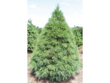   (Pinus strobus) - 1,95