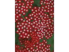 Achillea-Laura.jpg