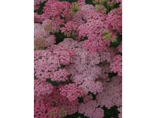 Achillea-Little-Susie.jpg