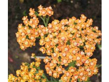 achillea-mille-terracotta.jpg