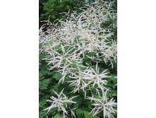 aruncus-misty-lace.jpg