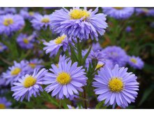 aster-nov-bel-marie-ballard.jpg