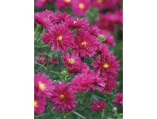 Aster-Royal-Ruby.jpg