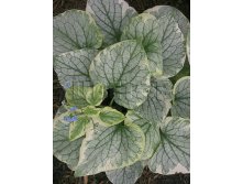 Brunnera-Kings-Ransom.jpg