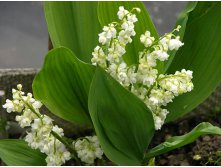 convallaria-majalis-prolificans.jpg