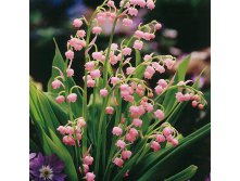 convallaria-majalis-rosea.jpg