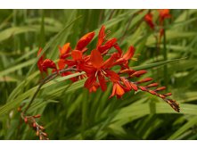 crocosmia-lucifer.jpg