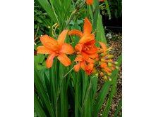 crocosmia-okavango.jpg