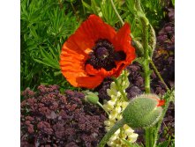 papaver-orientale-orange-glow.jpg