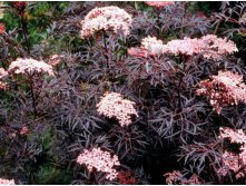    (Sambucus nigra Black Lace)  ( )