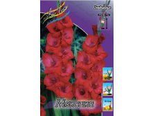 Gladiolus Mexico 57,2 10..jpg