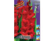 Gladiolus Oscar 10.  79,4.jpg