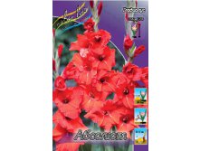 Gladiolus Absolute 10.  57,2.jpg