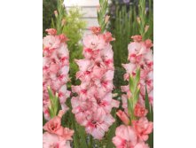 Gladiolus Adrenalin 10.  89,9.jpg