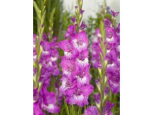 Gladiolus Andrews 10.  89,9.jpg