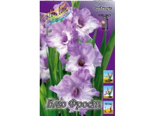 Gladiolus Blue Frost 10.  57,2.jpg