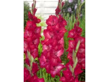 Gladiolus Cassis 10.  86.jpg