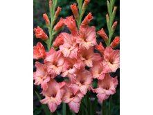 Gladiolus Cruizer 10.  57,2.jpg