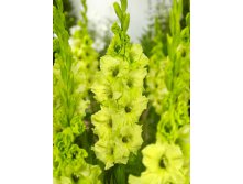 Gladiolus Evergreen 10.  89,9.jpg